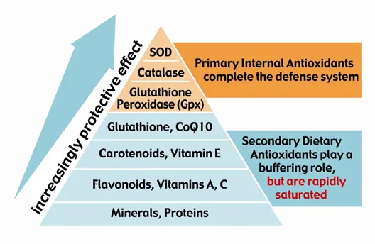 Superoxide dismutase and other antioxidants in the body