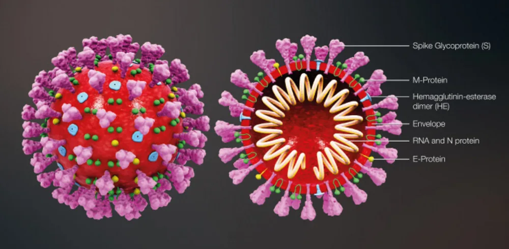 Coronavirus structure