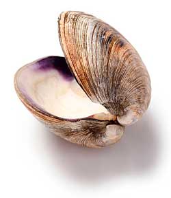 The clam shell was used for hair removal