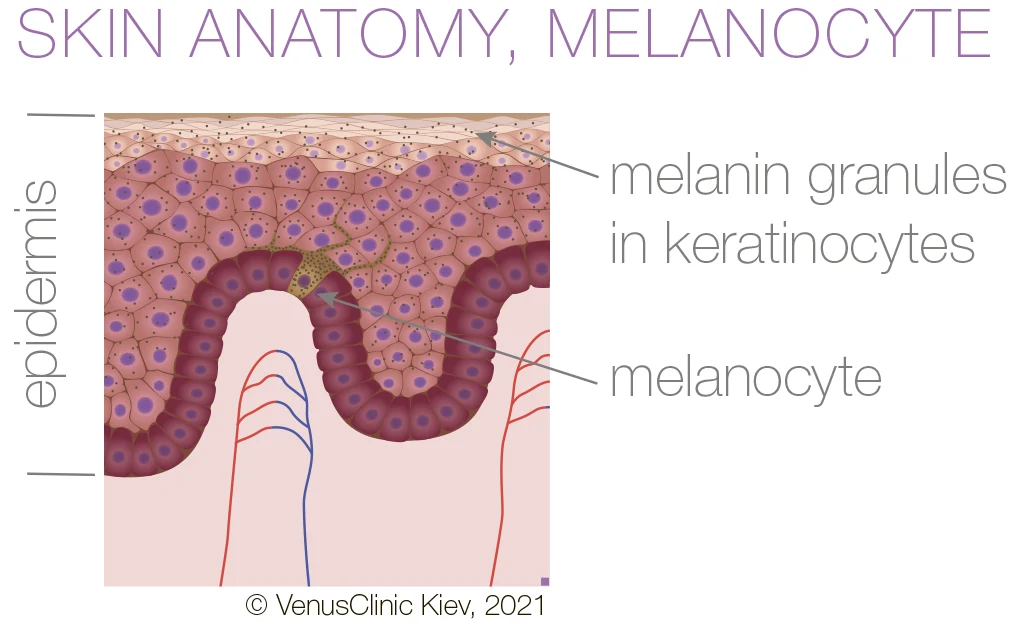  skin anatomy, melanocyte, melanin, melanogenesis 