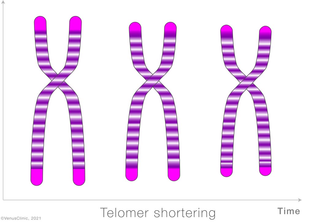 chromosome, telomerase shortening