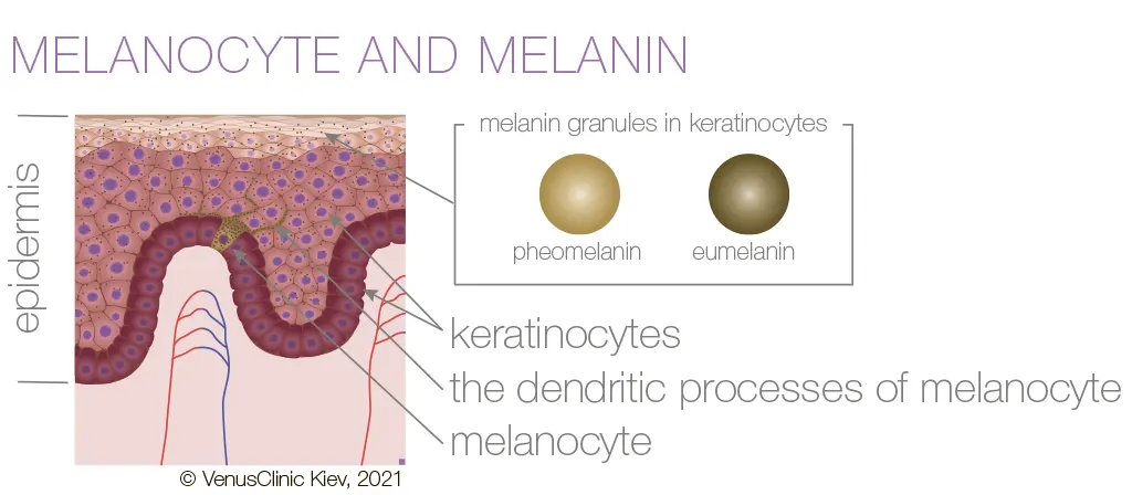 Melanocyte structure and melanin synthesis