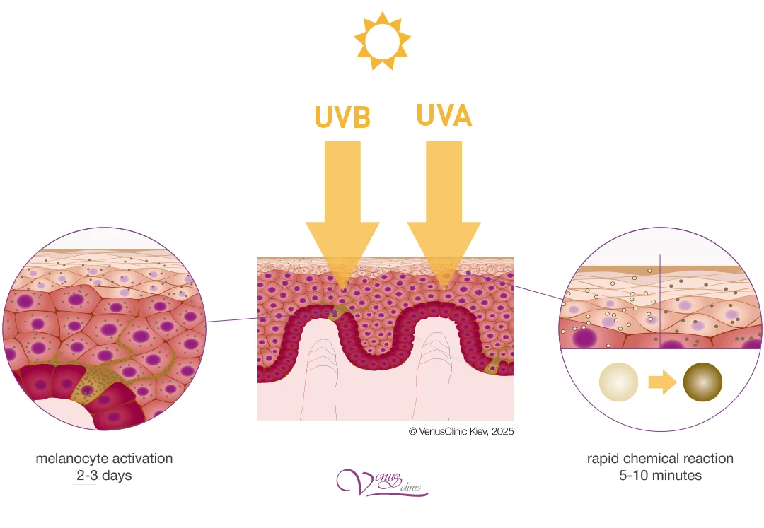 Ultraviolet radiation spectrum and tanning process