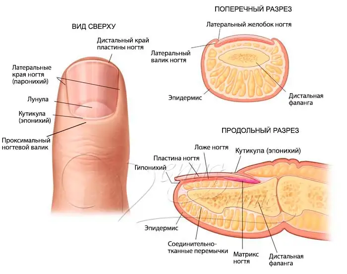 Nail anatomy