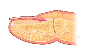 Будова нігтя