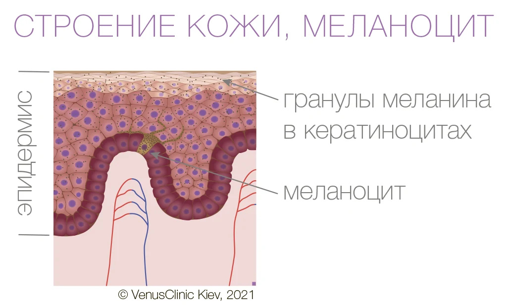 анатомия кожи, меланоцит, меланин, меланогенез