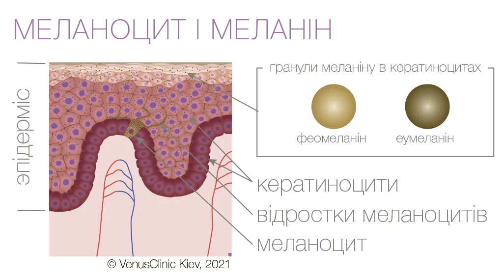 анатомія шкіри, меланоцит, меланін, еумеланін, феомеланін