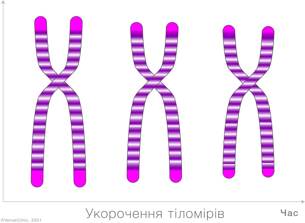 хромосома, укорочення тіломірів з віком